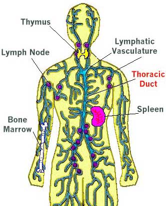 Lymphatic System